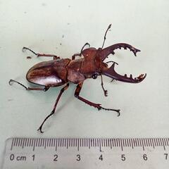 ※取引中※【交換】ミヤマクワガタ♂(大・小)２匹と飼育ケース