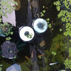ミックスメダカ若魚25匹