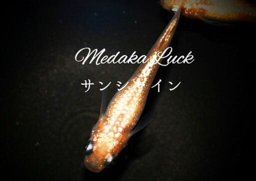 大人気　サンシャインめだか稚魚　10匹2000円〜
