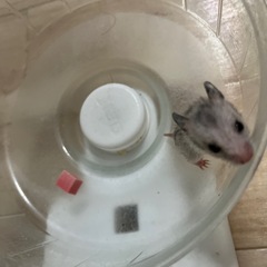 ベビーゴールデンハムスター