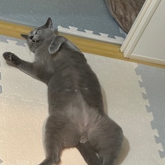 ピダン