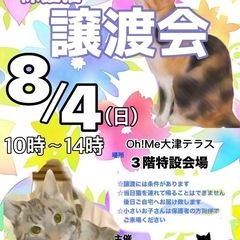 8月4日（日）保護猫の譲渡会開催🐈