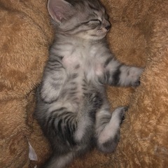 お話中です 生後1ヶ月 子猫 メス - 猫