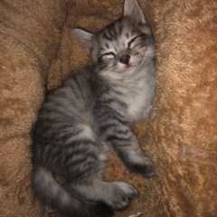 お話中です 生後1ヶ月 子猫 メス − 秋田県