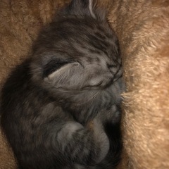 お話中です 生後1ヶ月 子猫 メス - 里親募集