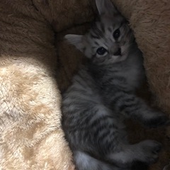 お話中です 生後1ヶ月 子猫 メス - 北秋田市