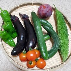 夏野菜セット１　農薬不使用