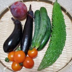 夏野菜セット２　農薬不使用