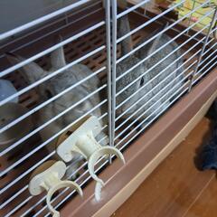 うさぎ2匹応募停止中