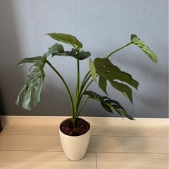 【無料】造花 観葉植物(モンステラ)