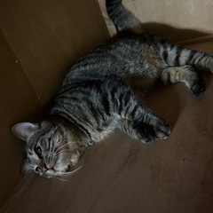 募集します - 盛岡市