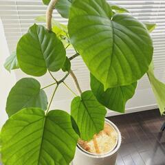 ◼️フィカスウンベラータ◼️150センチ　9号鉢　曲がり仕立て　観葉植物