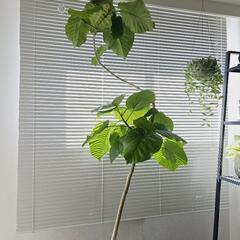 ◼️フィカスウンベラータ◼️150センチ　9号鉢　曲がり仕立て　観葉植物