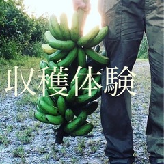 まるごとバナナ収穫体験