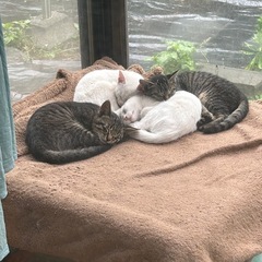 子猫4匹