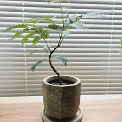 ◼️エバーフレッシュ◼️曲がり仕立て　観葉植物