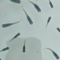 メダカ　深海の画像