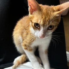 拾い仔猫の里親募集