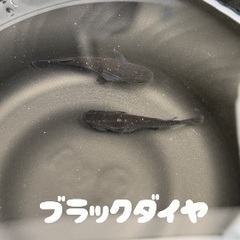 改良メダカお安く売ります！の画像