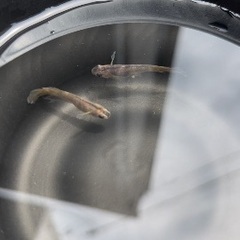 改良メダカお安く売ります！の画像