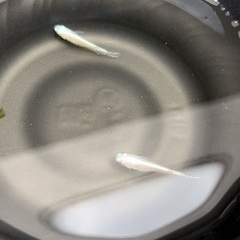 改良メダカお安く売ります！の画像