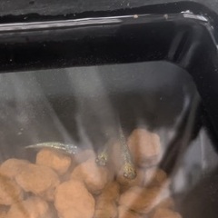 改良メダカお安く売ります！の画像