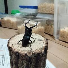 カブトムシ＆クワガタの画像