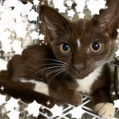 ⚽️🐈‍⬛茶キジと珍しい　チョコレート色🐈‍⬛⚽️