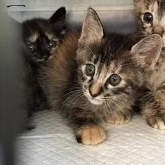 納屋で産まれてしまったモフモフでかわいいキジ猫さん