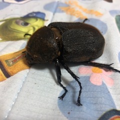 ヘラクレスオオカブトペア
の画像