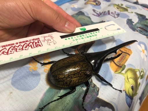 ヘラクレスオオカブトペア