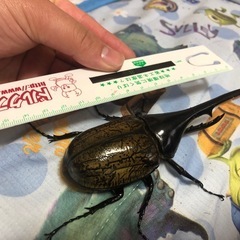 ヘラクレスオオカブトペア
の画像