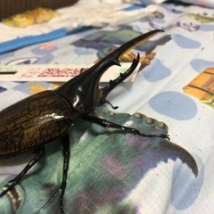ヘラクレスオオカブトペア
