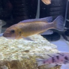 熱帯魚　アフリカンシクリッド  Labeotropheus tr...