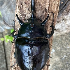 新成虫マルスゾウカブトの画像