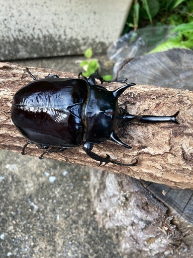 新成虫マルスゾウカブト