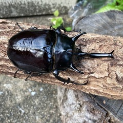 新成虫マルスゾウカブトの画像