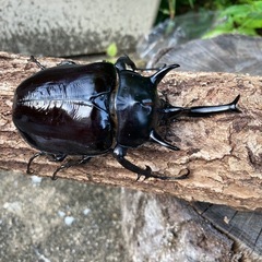 新成虫マルスゾウカブト