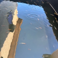 めだか　ラメの画像