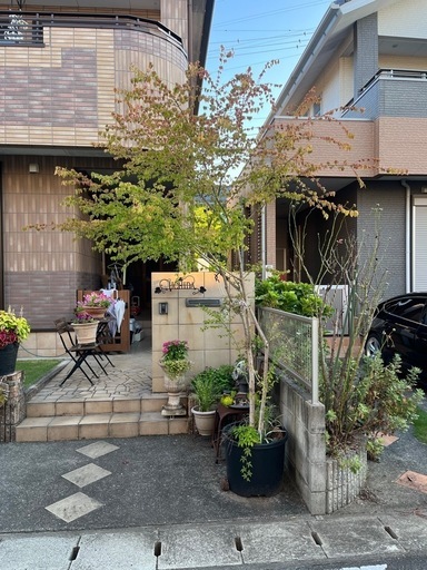 コマユミ　株立ち