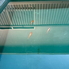 めだか　ラメの画像