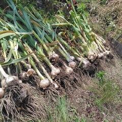 ニンニクの植付を手伝ってほしい(自然農法)