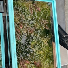 メダカ用マツモ