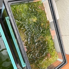 メダカ用マツモの画像