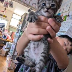 里親募集中🐱🐱🐱🐱🐱