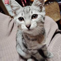 急募　優しい里親さん