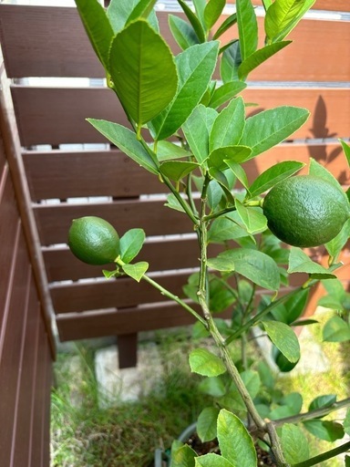 （期間限定）（接木）3年生 菊池レモン苗木