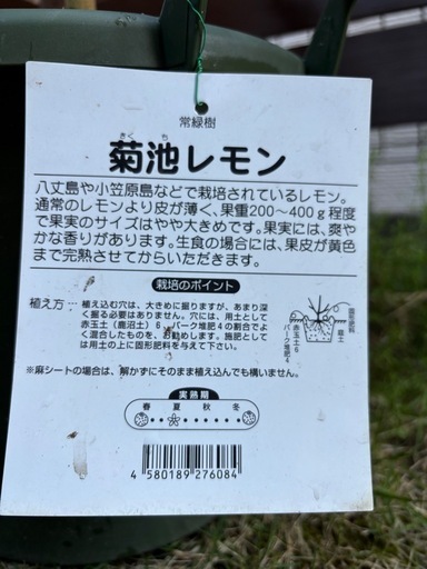 （期間限定）（接木）3年生 菊池レモン苗木