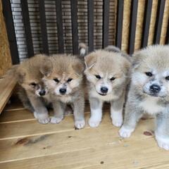 今日まで、秋田犬 - 那須塩原市