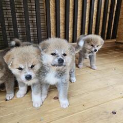 今日まで、秋田犬 - 犬